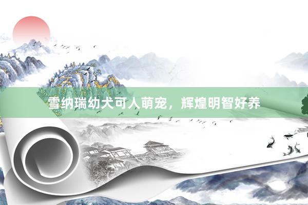 雪纳瑞幼犬可人萌宠，辉煌明智好养