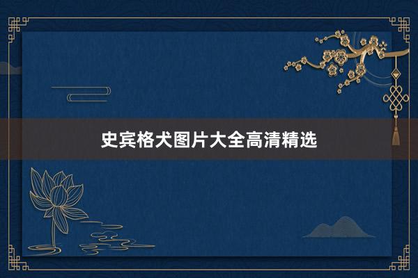 史宾格犬图片大全高清精选